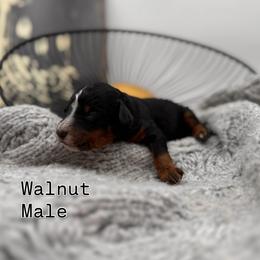 Walnut - Tri-color male Bernedoodle puppy in Ocala, Florida from Bernedoodles of Florida