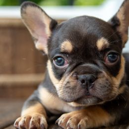 Belgian Malinois and French Bulldogs from Hershel's
