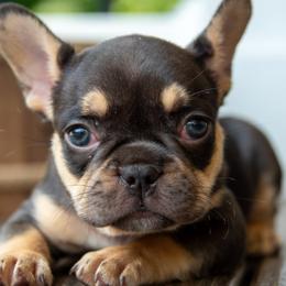 Belgian Malinois and French Bulldogs from Hershel's