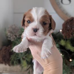 Louie - Blenheim male Cavalier King Charles Spaniel puppy in Stevens, Pennsylvania from Jodi's Cavalier King Charles Spaniels and Cavapoos