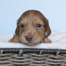 Boy 1 - Chocolate male Dachshund puppy in San Diego, California from Sweetheart Doxies LLC