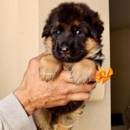 Orange collar - Black and red female German Shepherd puppy in Stockton, California from Zaragoza German Shepherds