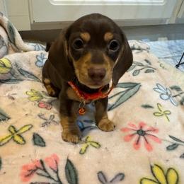 Mocha - Chocolate and tan female Dachshund puppy in North Richland Hills, Texas from Ein Dachshund