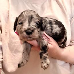 Stevie - Merle female Cockapoo puppy in Denver, Pennsylvania from Greenview Puppies