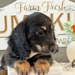 Mr. Orange-2000 - Black and cream male Dachshund puppy in Sparr, Florida from From the Heart Doxies