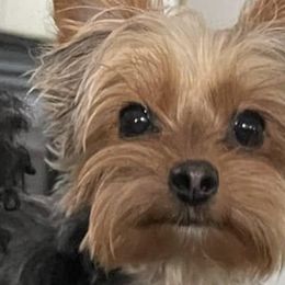 Poodles and Yorkshire Terriers from Star Catcher Pups