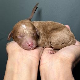 Boy 2 - male Goldendoodle puppy in Palmetto Bay, Florida from SOMIDOODLES