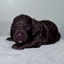 Bunny (Magenta Collar) - Brown female Poodle puppy in Monroeville, Pennsylvania from K & A Standard Poodles