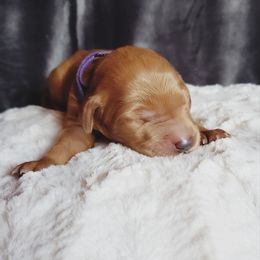 Goldendoodle Puppies from Angel's Doodles