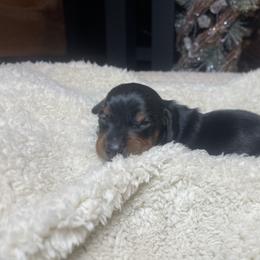 Comet - Black and tan male Dachshund puppy in Washburn, Tennessee from Broken Arrow Miniature Dachshunds