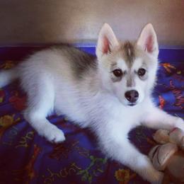 Siberian Husky Puppies from Tricia's Siberians LLC