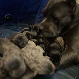 Cane Corso and Lowchen Puppies from High Royal Kennel