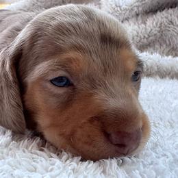 Spider-Man - Dapple male Dachshund puppy in Afton, Oklahoma from C5 Doodles