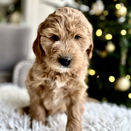 Goldendoodle Puppies from Still Water Puppies
