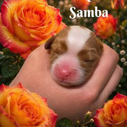Rio Samba - Blenheim male Cavalier King Charles Spaniel puppy in Kewaskum, Wisconsin from Moon Dream Cavaliers