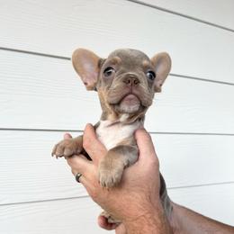 Red Girl - Black and tan female French Bulldog puppy in Dawsonville, Georgia from Baros Kennel