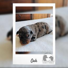 Oak - Blue merle male Australian Shepherd puppy in Zwingle, Iowa from Homestead Aussies & Doodles