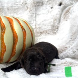 Green Collar Male - Chocolate male Labrador Retriever puppy in Kissimmee, Florida from SunState Labs