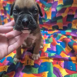 Boy 2 - Fawn male Boxer puppy in Pine River, Wisconsin from Jenks Boxers