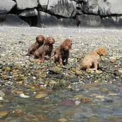 Chesapeake Bay Retriever Puppies from Madrona Chesapeake Bay Retrievers