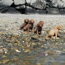 Chesapeake Bay Retriever Puppies from Madrona Chesapeake Bay Retrievers
