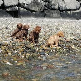 Chesapeake Bay Retriever Puppies from Madrona Chesapeake Bay Retrievers