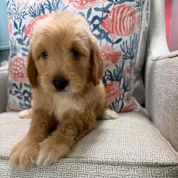 River - Apricot male Goldendoodle puppy in Pensacola, Florida from Goldendoodles Love You in Pensacola Friend Edition