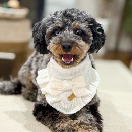 Tully - Bernedoodle