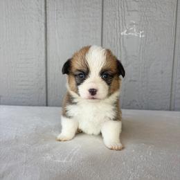 Girl 3 - Red female Pembroke Welsh Corgi puppy in Mc Cammon, Idaho from Sunny J Corgis and Mini Americans