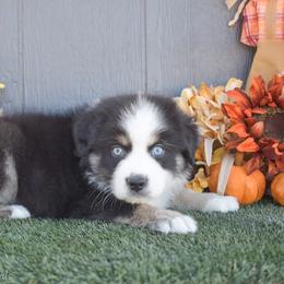 Winston - Black tri-color male Australian Shepherd puppy in Fallon, Nevada from Double H Australian Shepherds