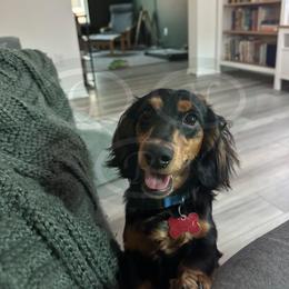 Dachshund All Grown Up from Good Neighbor Ranch Dachshunds