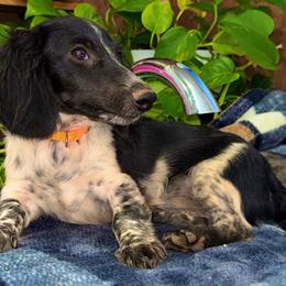 Oscar - Piebald male Dachshund puppy in Midland, Texas from The Barefield Doxies