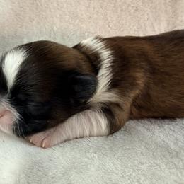 Clark Gable - Gold and white male Shih Tzu puppy in Winston Salem, North Carolina from Little Miracles Shih Tzu