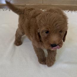 Riley - Red  female Goldendoodle puppy in Headland, Alabama from Amber Moon Goldendoodles