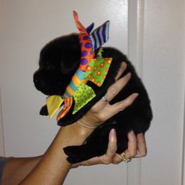 Labrador Retriever Puppies from Top Gun Labradors