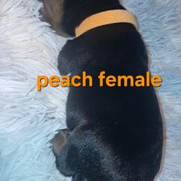 Girl 4 - Black and mahogany female Rottweiler puppy in De Witt, Iowa from Irish Eyes Kennels