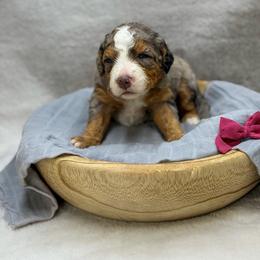 Aura - Merle female Bernedoodle puppy in Williamson, New York from Lakeside Doodles