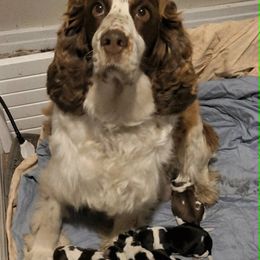 English Springer Spaniel puppies from Ledge N' Tree English Springer Spaniels