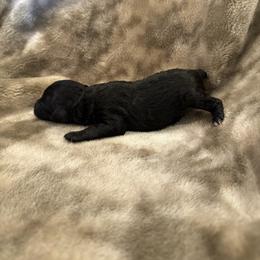 Black boy - Black male Poodle puppy in Oneida, Tennessee from Pippa’s Place Poodles