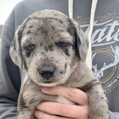 Aussiedoodle and Leopardoodle Puppies from A Puppy Crush