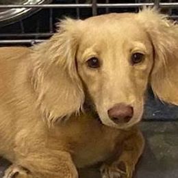 Dachshunds from Mimi’s Doxies