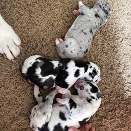 Lily - Harlequin female Great Dane puppy in Littleton, Colorado from Denver Danes