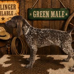 Green Male aka. Johnny Ringo - Liver roan male German Shorthaired Pointer puppy in Cabot, Arkansas from Cedar Hills GSP Kennels