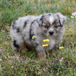 Cloudy - Blue merle female Miniature Australian Shepherd puppy in Evant, Texas from Lazy VT Bar Ranch