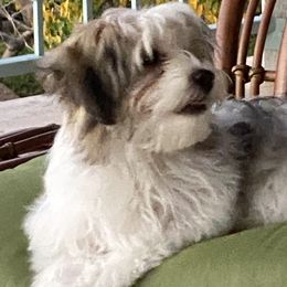 Havanese Puppies from Kim's Puppy Palace