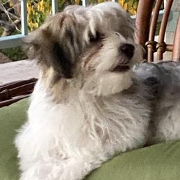 Havanese Puppies from Kim's Puppy Palace