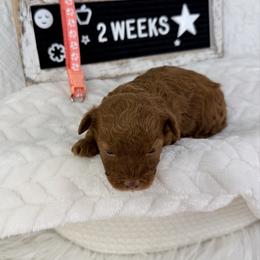 Crinkle - Red  female Poodle puppy in Florida from Adorable Toy-Miniature Poodles