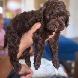 Chocolate Girl 1 - Brown female Cockapoo puppy in Little Elm, Texas from Breedlove Pupps