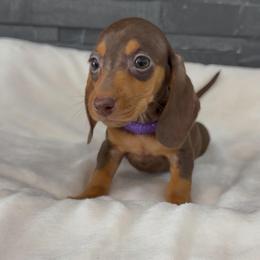 Purple - Chocolate and tan female Dachshund puppy in Goodyear, Arizona from AZ Royal Doxies llc