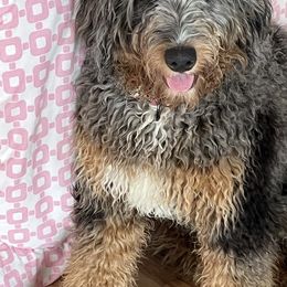 Heidi - Bernedoodle